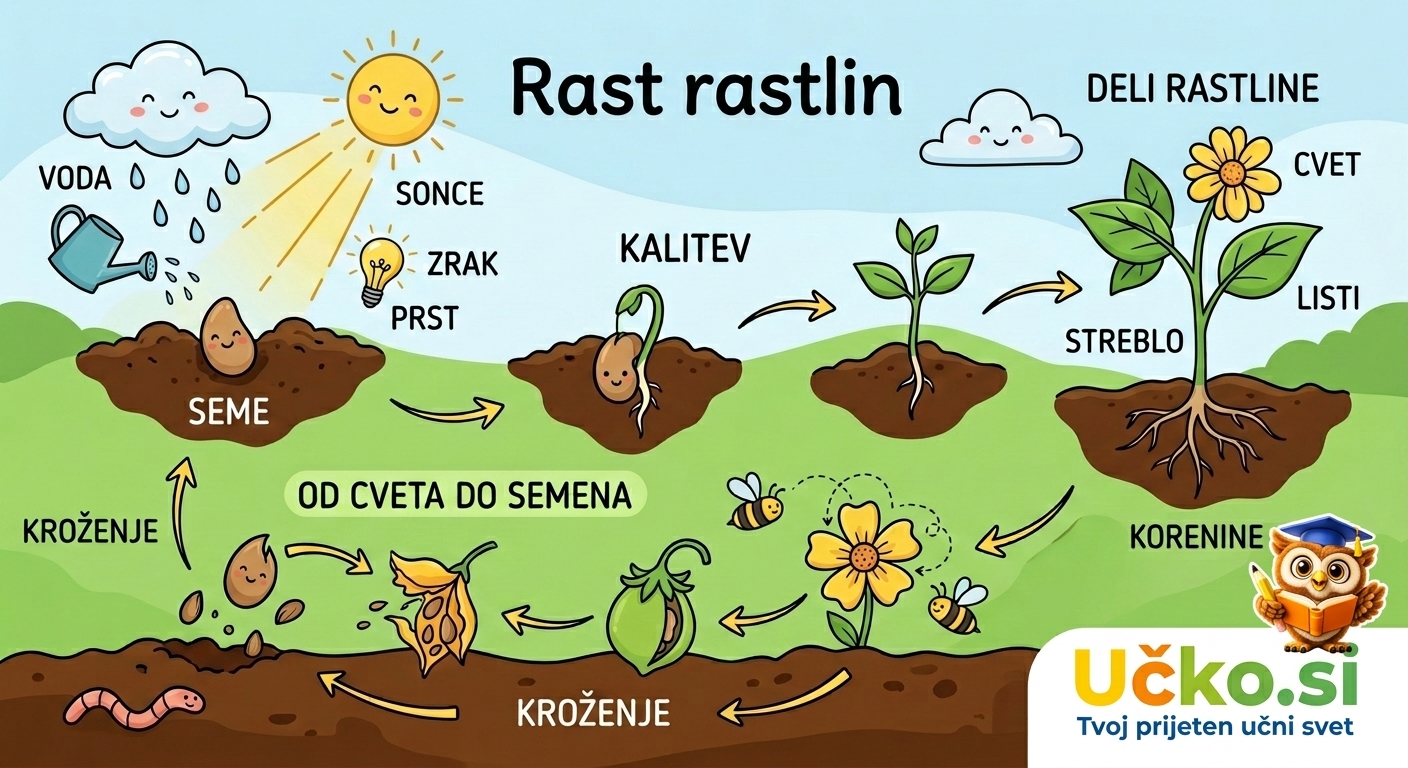 Ilustracija: Rast rastlin